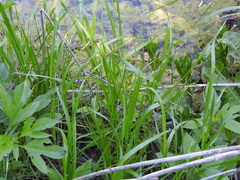 Carex tetrastachya