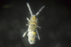 Entomobrya griseoolivata