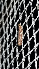 Ephestiopsis oenobarella