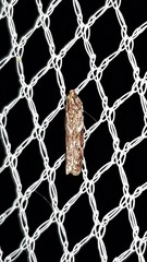 Ephestiopsis oenobarella