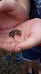 Pachydactylus maculatus