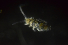 Entomobrya griseoolivata