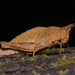 Tropidostethus angusticollis - Photo (c) javiergross, some rights reserved (CC BY-NC), uploaded by javiergross