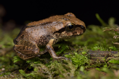 Banded Wood Frog photo 2