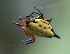 Gasteracantha rhomboidea comorensis