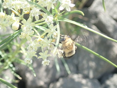 Anthophora montana