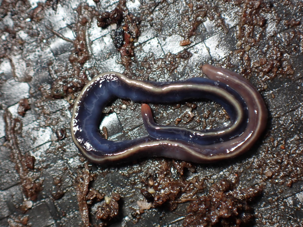 Blue Garden Flatworm, photo 1 of 10