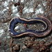 Blue Garden Flatworm - Photo (c) Robin Gwen Agarwal, some rights reserved (CC BY-NC), uploaded by Robin Gwen Agarwal