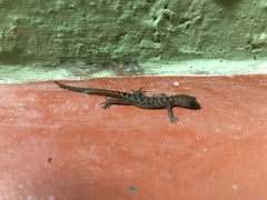 Sphaerodactylidae