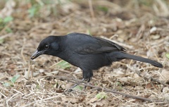 Laniarius funebris