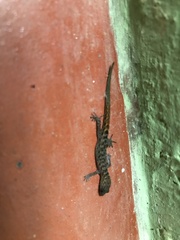 Sphaerodactylidae