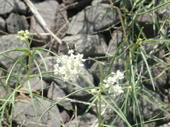 Anthophora montana