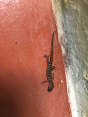 Sphaerodactylidae