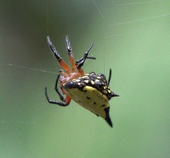 Gasteracantha rhomboidea comorensis