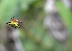Gasteracantha rhomboidea comorensis
