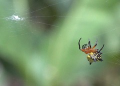 Gasteracantha rhomboidea comorensis