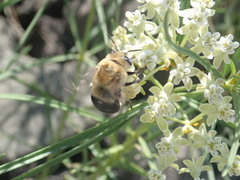 Anthophora montana