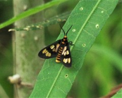 Eressa geographica