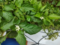 Capsicum chinense