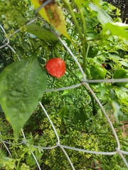 Capsicum chinense