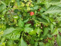 Capsicum chinense