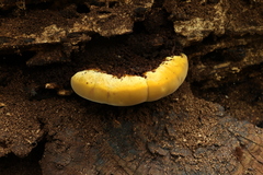 Piptoporus australiensis