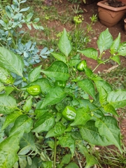 Capsicum chinense