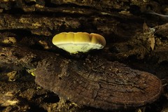 Piptoporus australiensis