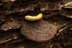 Piptoporus australiensis