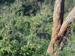 Tragelaphus imberbis