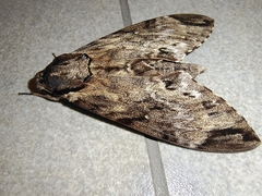 Psilogramma discistriga