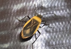 Largus cinctiventris