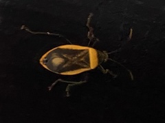 Largus cinctiventris