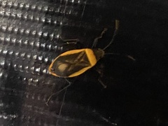 Largus cinctiventris