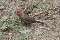 Granatina ianthinogaster