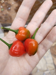 Capsicum chinense