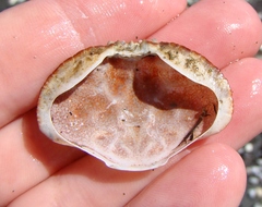 Metacarcinus novaezelandiae