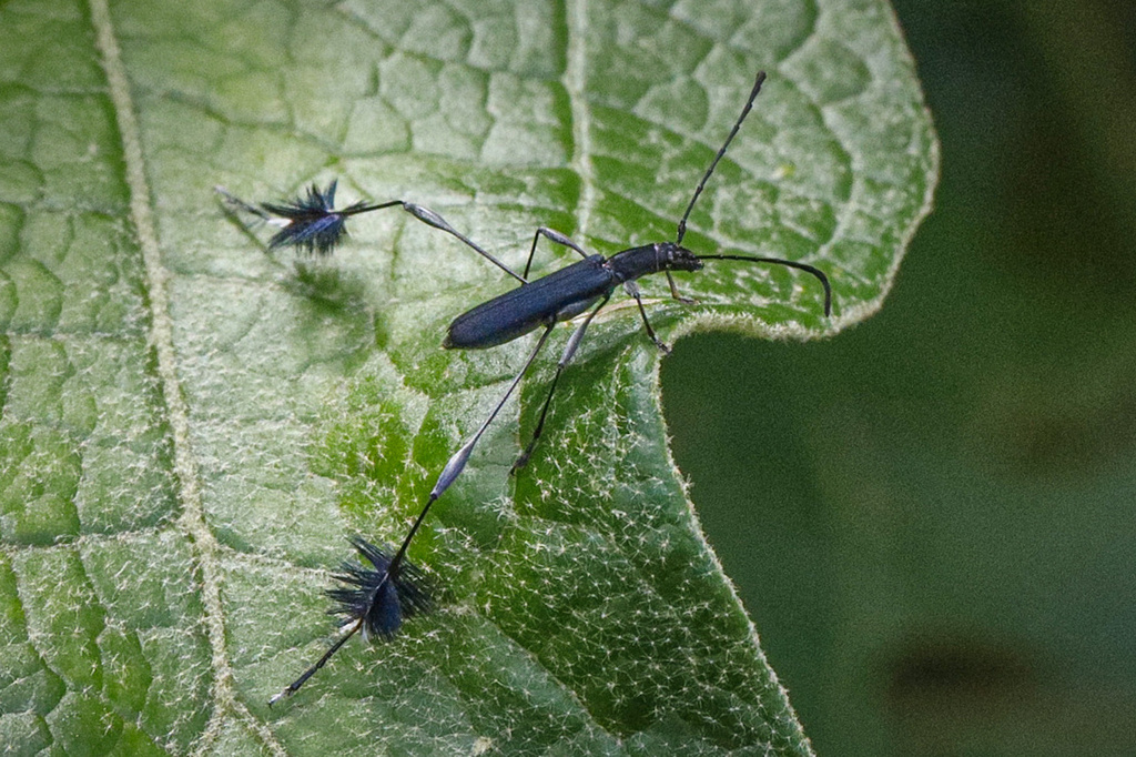 Coremia plumipes