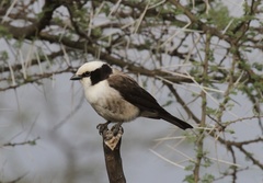 Eurocephalus ruppelli