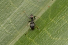 Ochetellus punctatissimus