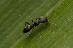 Ochetellus punctatissimus