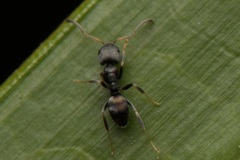 Ochetellus punctatissimus