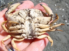 Metacarcinus novaezelandiae