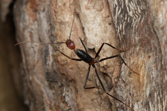 Leptomyrmex rufithorax