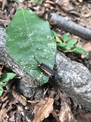Pyractonema