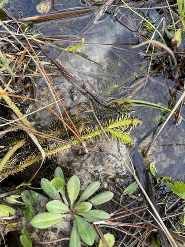 Image of Lycopodiella prostrata by (c) Brandon Corder, some rights reserved (CC BY)