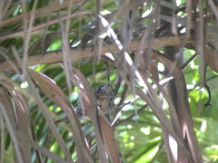 Chlorostilbon lucidus