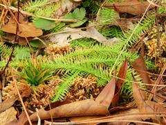 Lycopodiella appressa