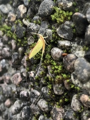 Potamanthus formosus