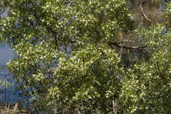 Eremophila mitchellii